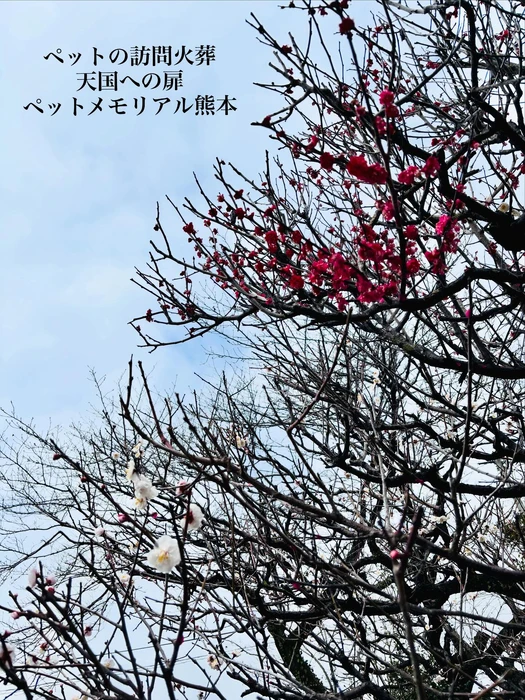 画像614
