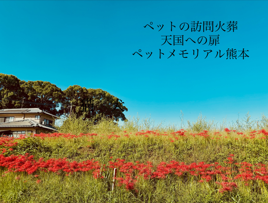 画像919